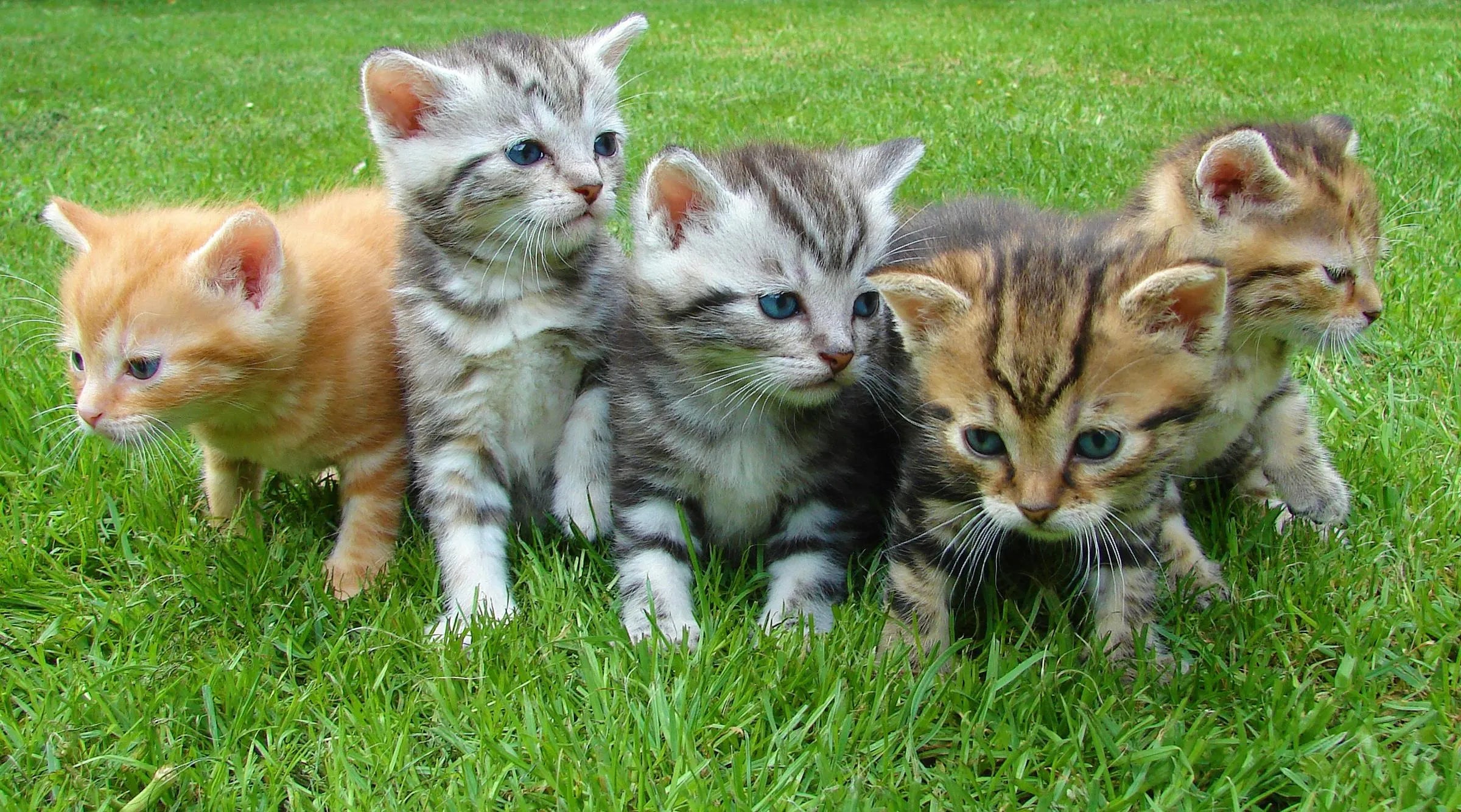 Header selectedpets