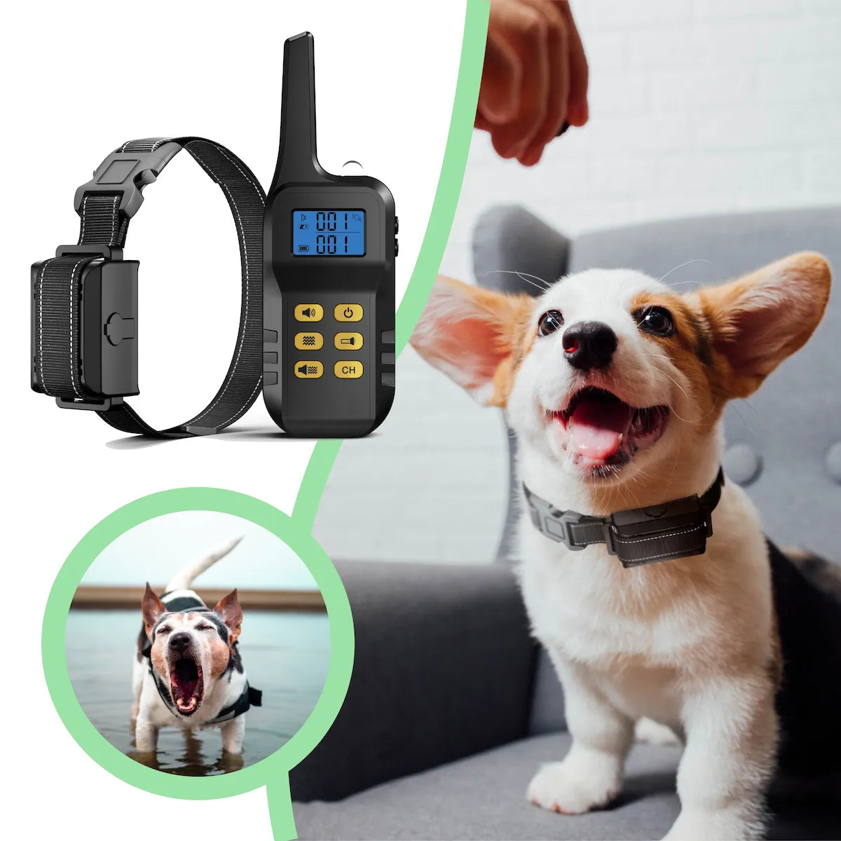 SelectedPets Anti blafband lifestyle foto